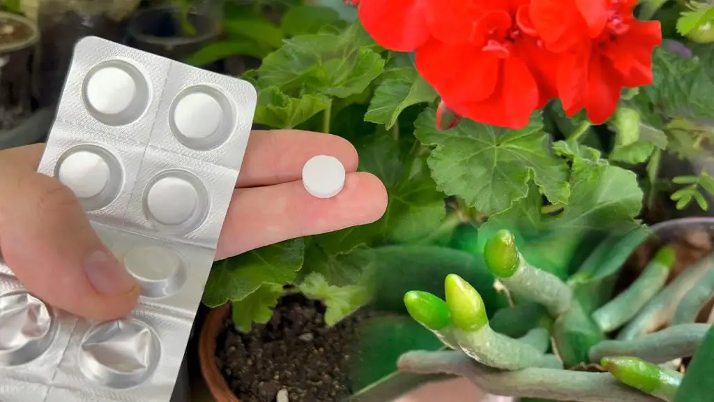 March’s Miracle Tablet A Revolutionary Solution for Flourishing Flowers