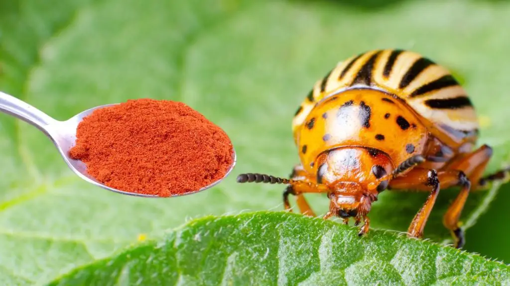 Natural Garden Guardians: Protecting Your Organic Garden from Potato Beetles and Caterpillars