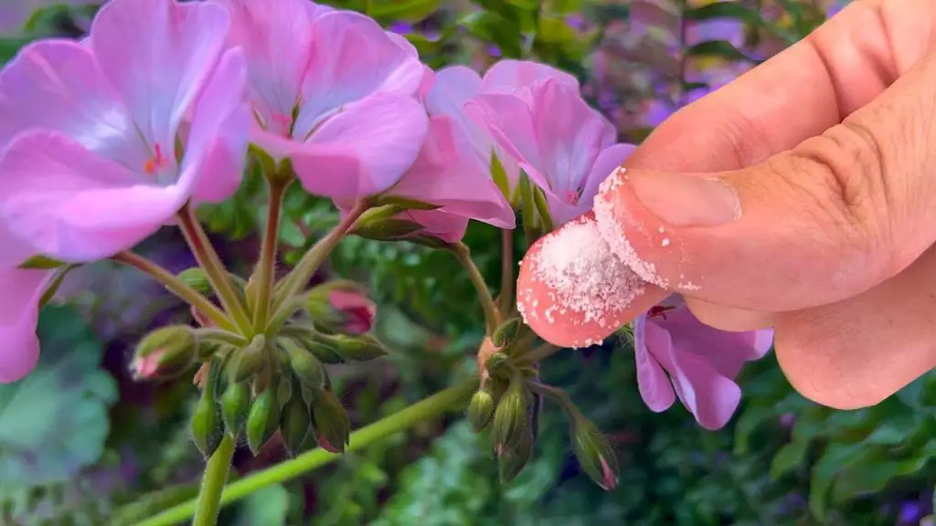 A Pinch of Magic: Geraniums, Violets, and More Bloom Lushly Forever!