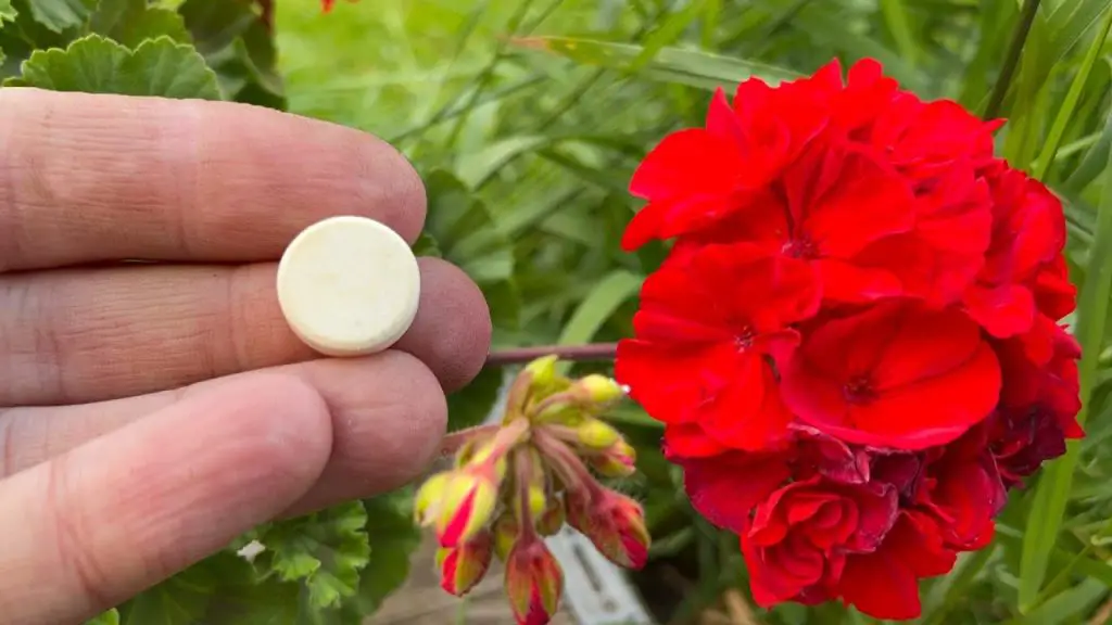One Tablet Miracle Reviving Any Flower for Profuse Blooms!