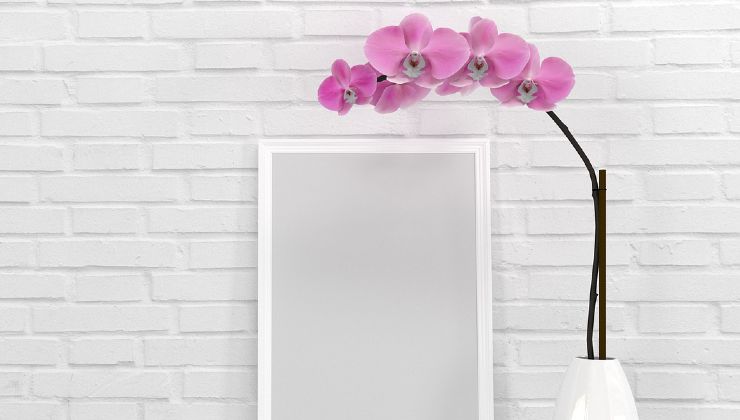 Orchid, only if you place it here does it flourish very well: no one ever does