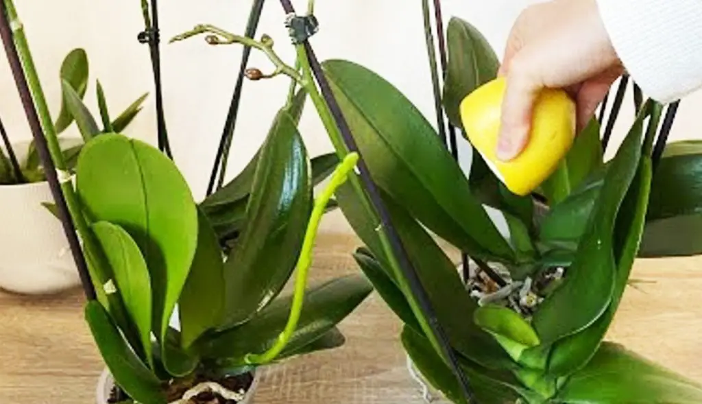 Orquídea: el secreto de la floristería para una floración abundante y hojas fuertes y brillantes
