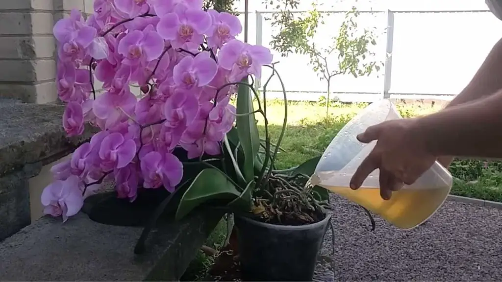 Orquídea, si la riegas así se hará inmortal: este es el truco | ¡Nunca lo había tenido tan hermoso y exuberante!