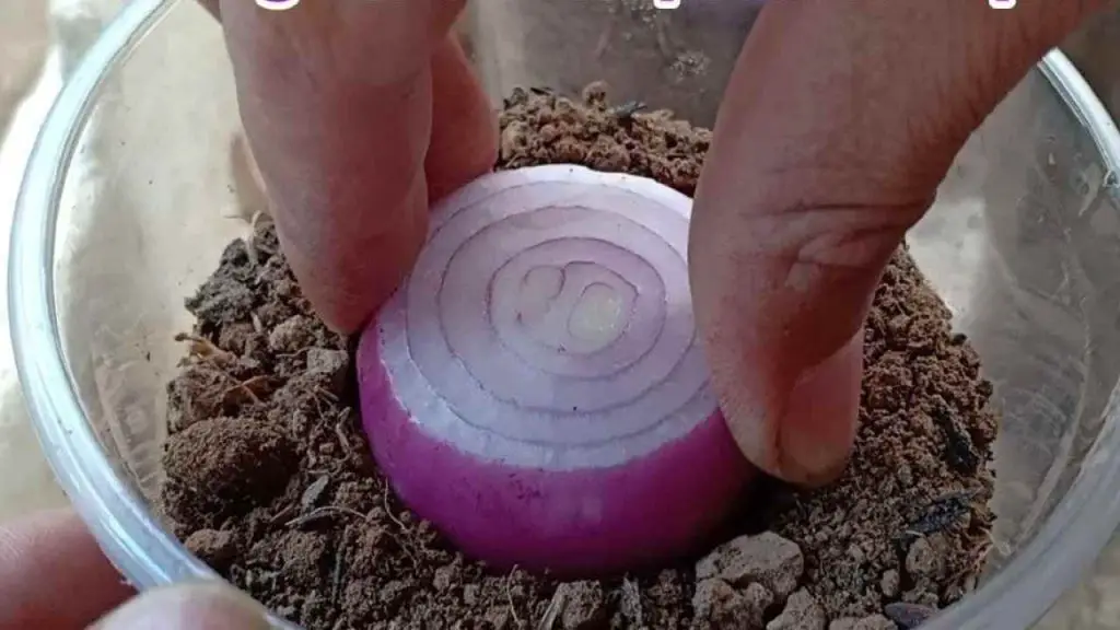 Plant the onions in a glass full of soil: what happens 7 days later