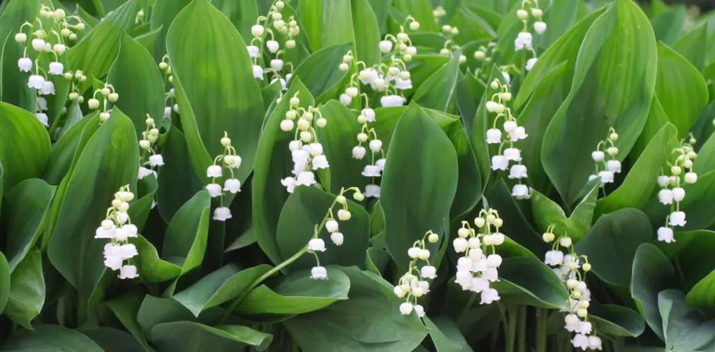 Plantar lirio de los valles: la guía completa para hacer que tu jardín florezca con felicidad y dulzura