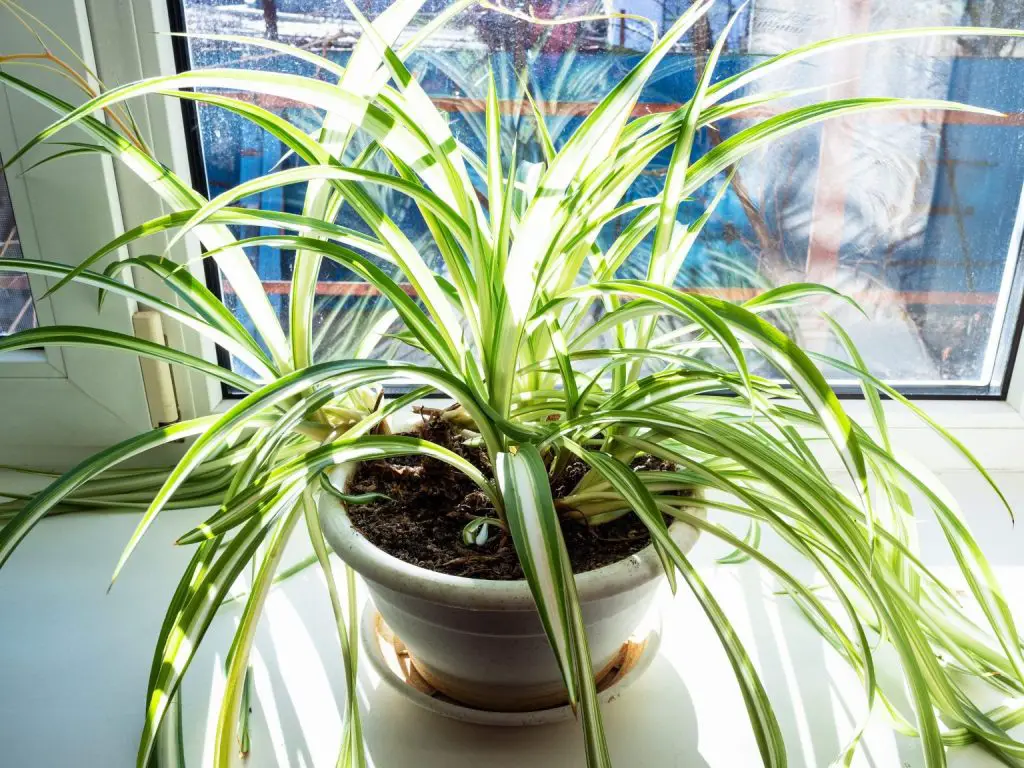 Plantas en la cocina: cómo purificar el aire de forma natural