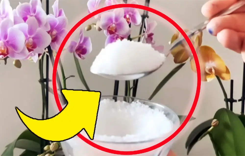 Plantas fuertes y exuberantes: basta con poner una pizca de este ingrediente en el suelo | ¡Nunca había tenido una floración tan hermosa!