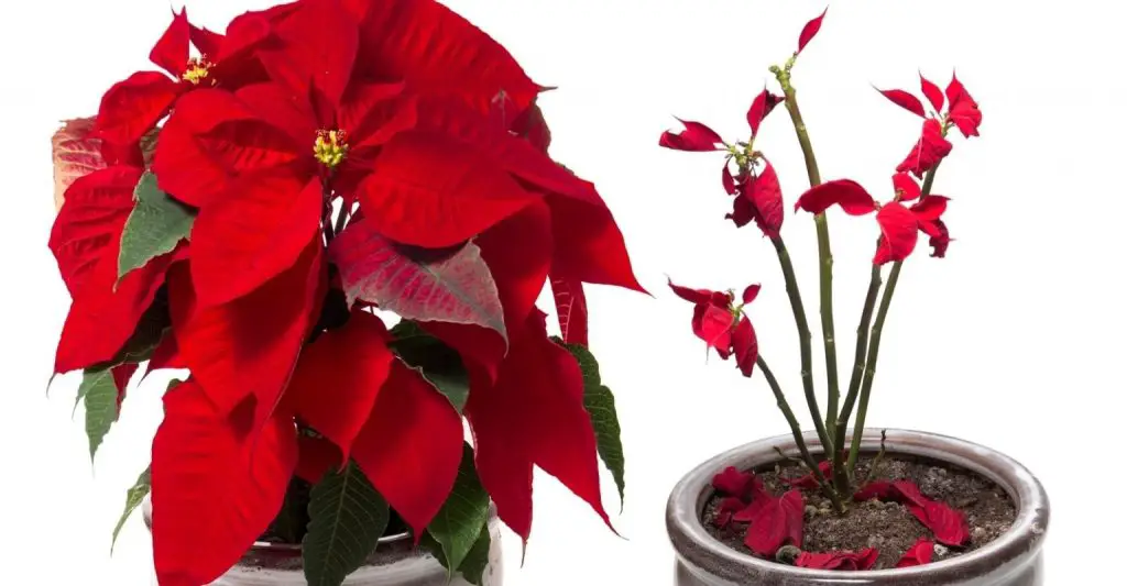 Poinsettia: todos los secretos para curarla y hacerla florecer de nuevo