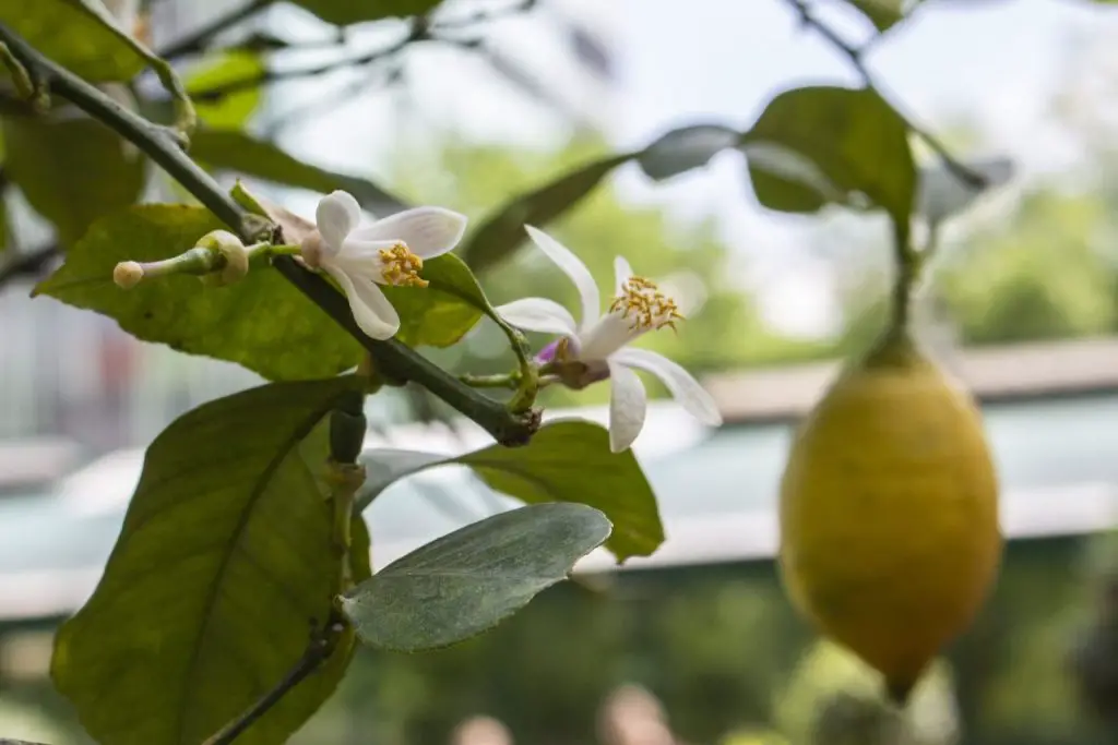 Por qué el limonero no florece: posibles causas y soluciones