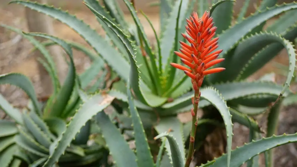 Por qué la planta de aloe no florece: posibles causas y soluciones