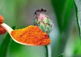Pour Turmeric on Your Plants and Watch What Happens: The Gardener’s Secret Remedy