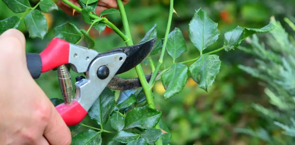 Prepara tu jardín para el verano: 6 plantas para podar ahora