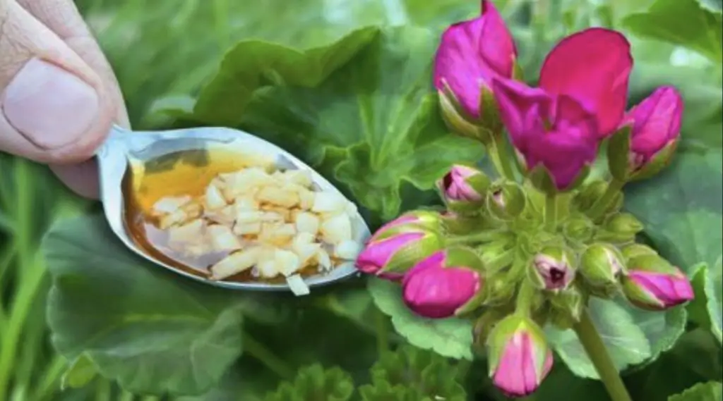 Qué hacer con las plantas en primavera: consejos útiles a seguir