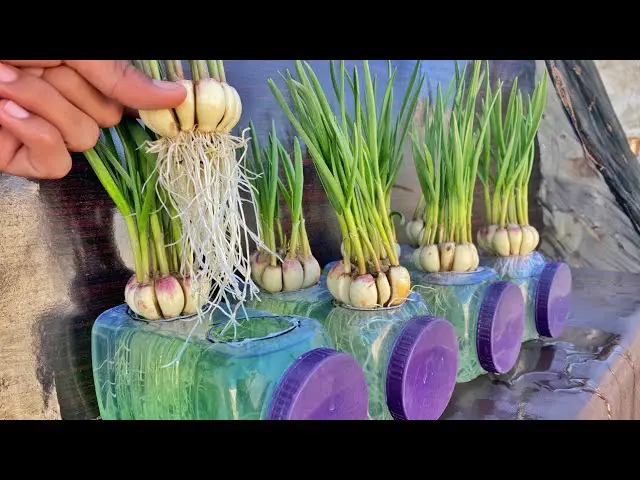 Quick and Easy Garlic Breeding Method: Growing Garlic in Water