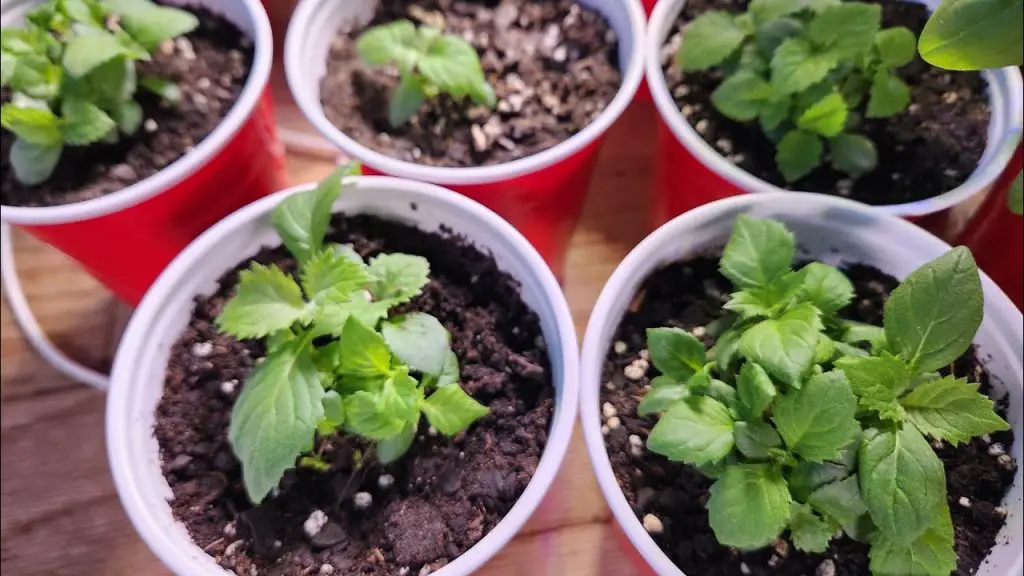 Quick and Easy Guide Germinating and Growing Oakleaf Hydrangea in Just 2 Weeks