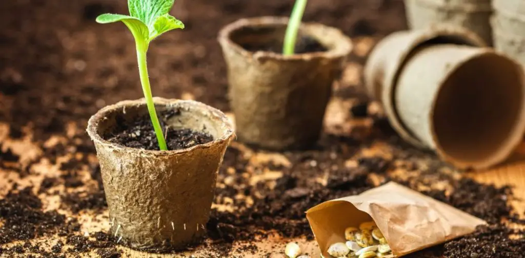 Remojar las semillas antes de sembrarlas: por qué es esencial para una plantación exitosa