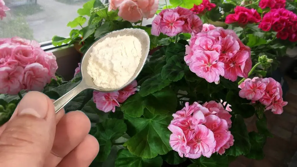 Renewed Vitality Revitalize Your Geranium with Just One Spoonful!