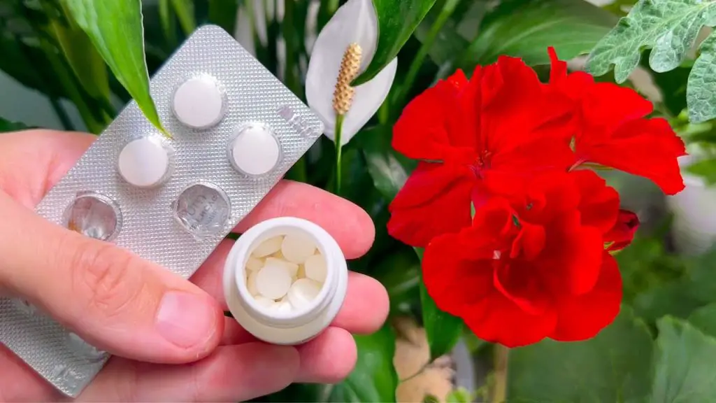 Resurrect Your Home Flowers: Witness Magnificent Blooms with Just 2 Tablets!