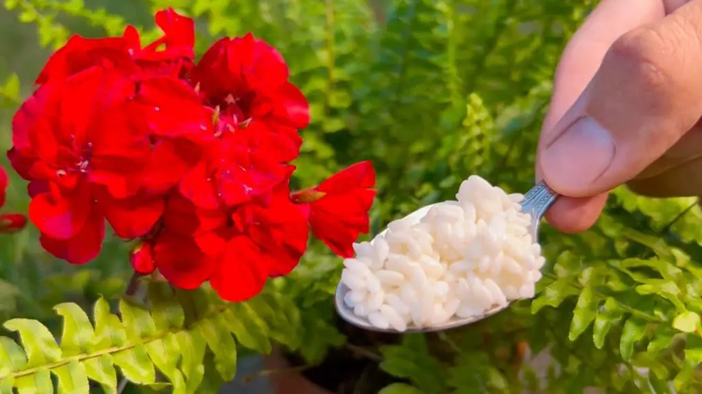 Revitalize Your Home Garden: The Green Miracle for Blooming Flowers!