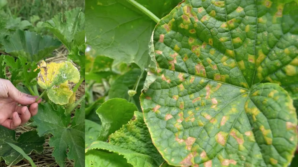 Shielding Your Cucumbers How THIS Solution Safeguards Against Diseases and Pests for a Bountiful Harvest!