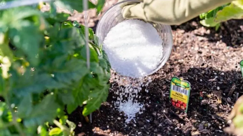 Si quieres plantas frondosas y florecientes en poco tiempo, utiliza este fertilizante: los resultados te sorprenderán