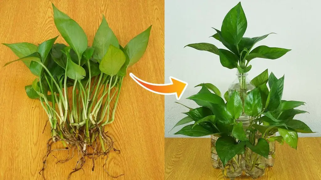 Simple Ways to Propagate Pothos Plants Indoors for Air Purification