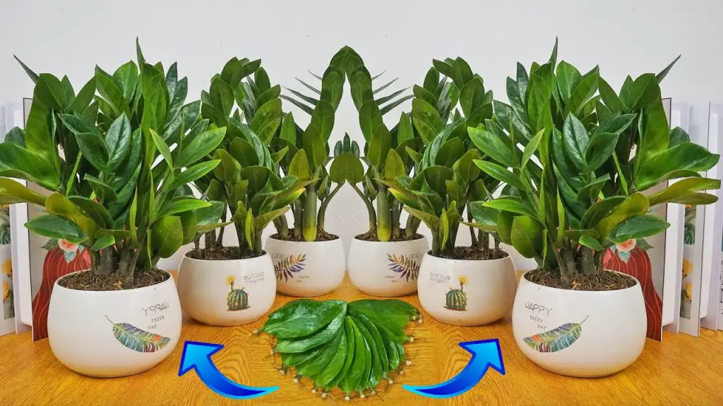 Simple and Effective Ways to Grow Indoor Plants: Propagation of Zamioculcas Zamiifolia from Leaves