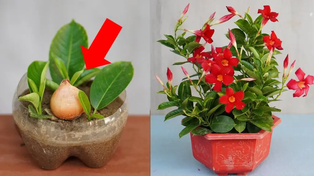 Surprising Outcomes: Using Onions to Boost Mandevilla Sanderi Plant Blooms