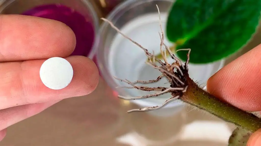 Surprising Results: Witness Rapid Root Growth with This Simple Method!