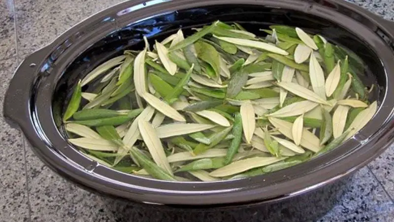 The Benefits of Olive Leaves: A Natural Treasure 