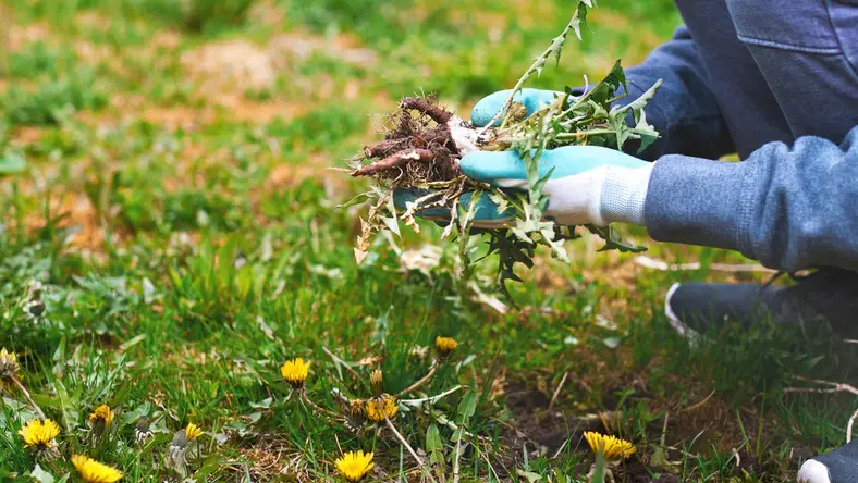 The Best Weed Killer: More Effective Than Vinegar