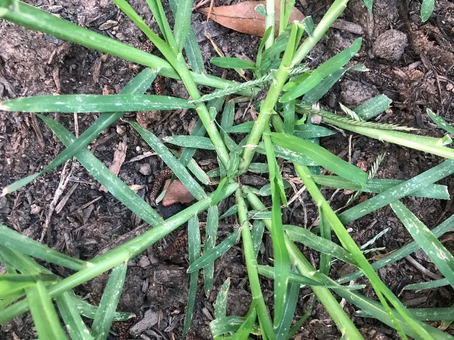 The Healing Power of Goose Grass