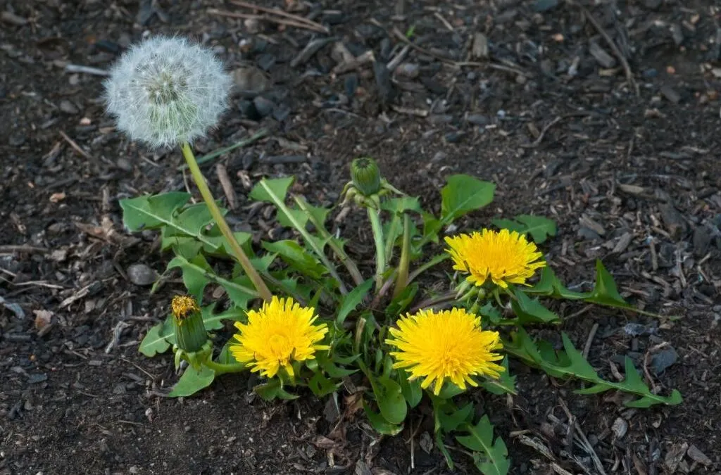 The Hidden Power of Dandelion Roots 