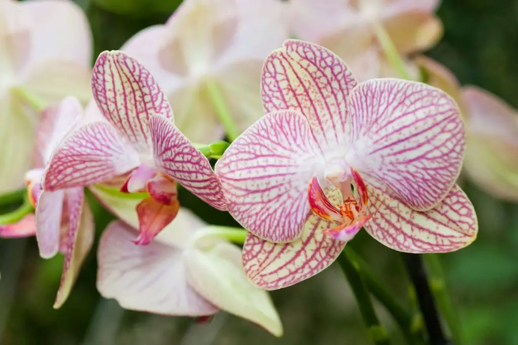 The Ingredient You Should Use to Water Your Orchids for Blooming