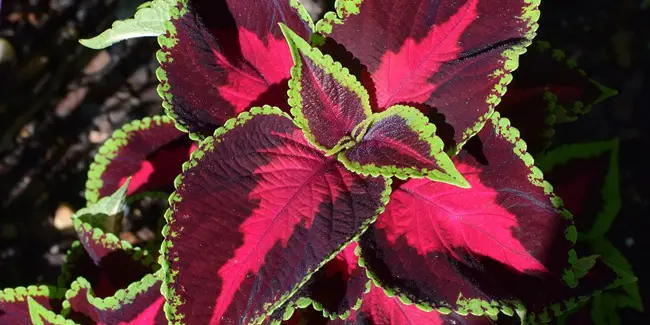 The Simplest Way to Grow Coleus in Containers and Make It More Colorful