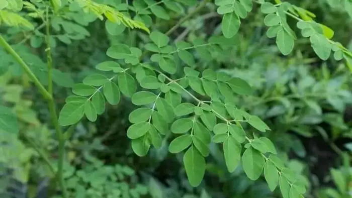 The benefits of Moringa: A natural treasure