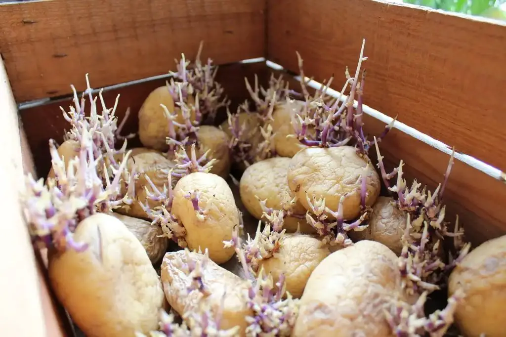 The perfect trick to properly store potatoes and prevent them from sprouting