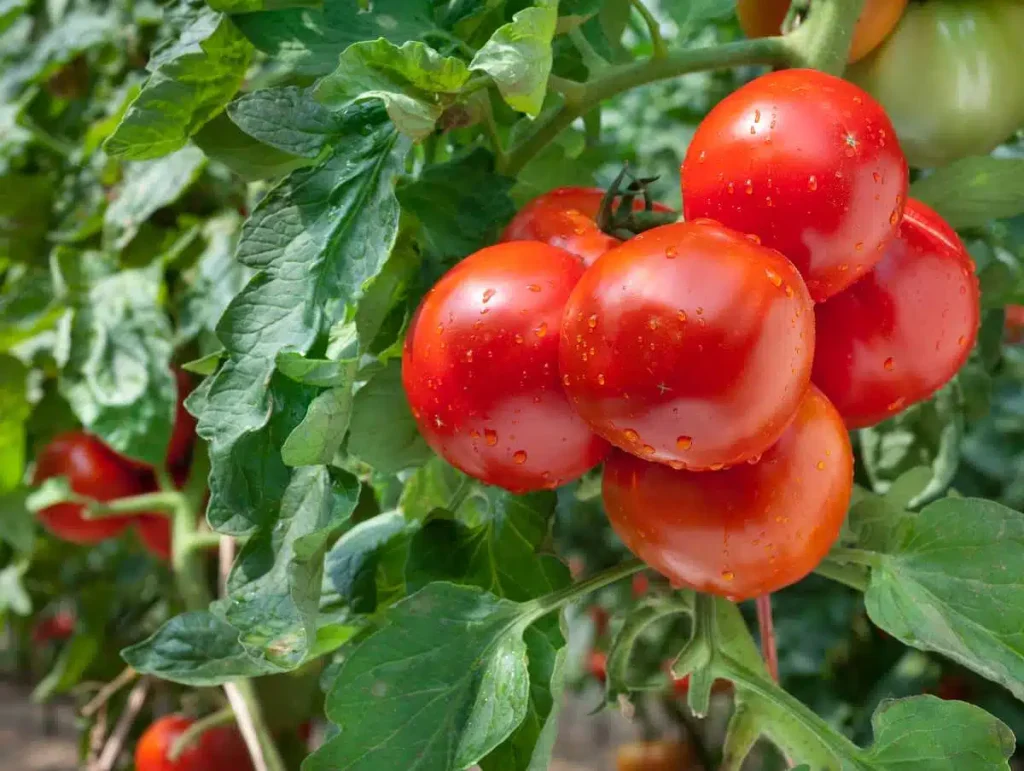 These 3 Mistakes Made in May Can Destroy Your Tomato Harvest