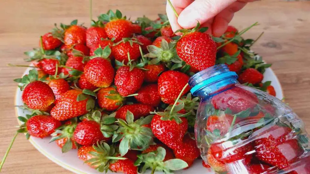 This is the only way to store strawberries for a whole year: they will be even fresher