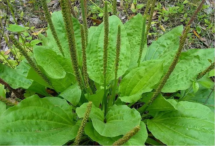 This little Weed is one of the most useful plants in your garden