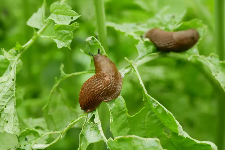 Top effective grandmother’s remedies to fight slugs