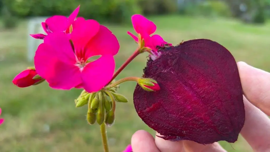 Transform Your Room into a Blooming Garden with This Simple Top Dressing!”