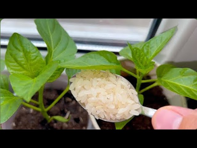 Try This Tip! Just One Spoon for Thick, Short, and Stocky Seedlings