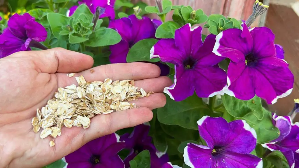 Unlock Non-stop Blooms: Transform Your Petunias, Roses, Geraniums, and More!