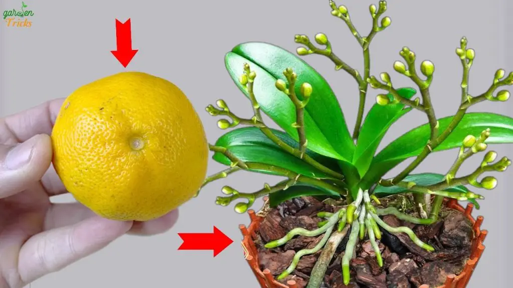 Unlock Vibrant Orchid Blooms with Just a Lemon!