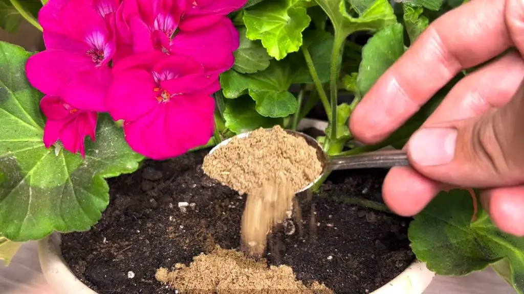 Unlock the Magic One Teaspoon to Transform Your Flowers into Magnificent Blooms!