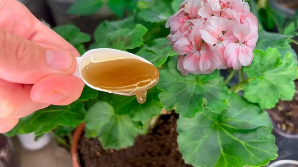 Unlocking Lush Re-bloom: The Secret Ritual for Your Roses!