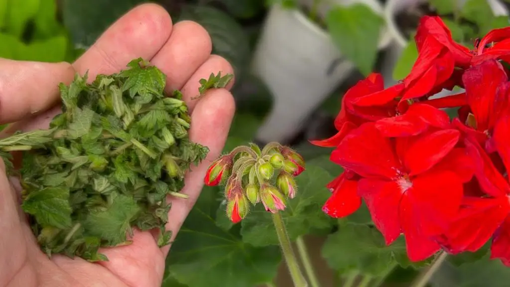 Unprecedented Blooms Transforming the Decembrist with a Simple Addition!