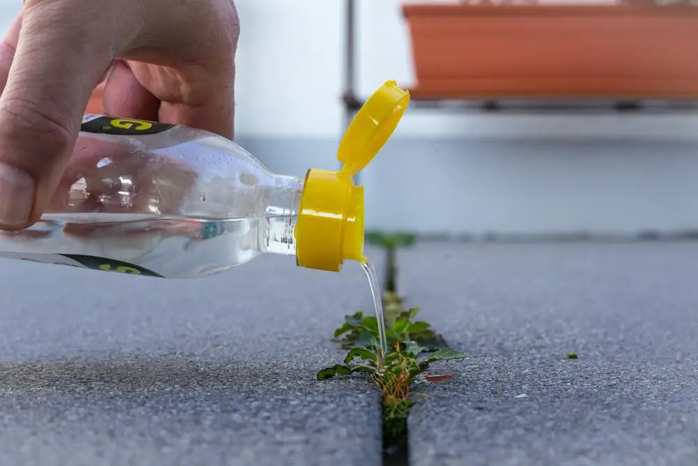 Vinegar in the garden: 10 intelligent uses for a rich and abundant harvest