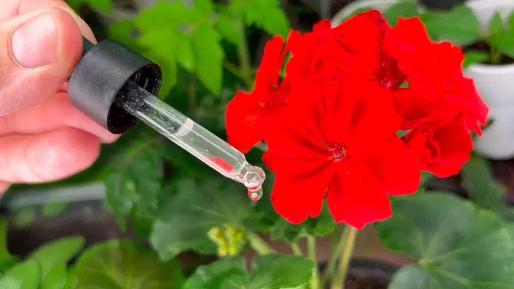 Winter Flower Power: Bring Your Home Garden to Life with Drip Feeding!